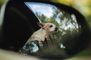 Travelling dog