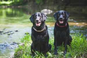 Dogs wanting a meal